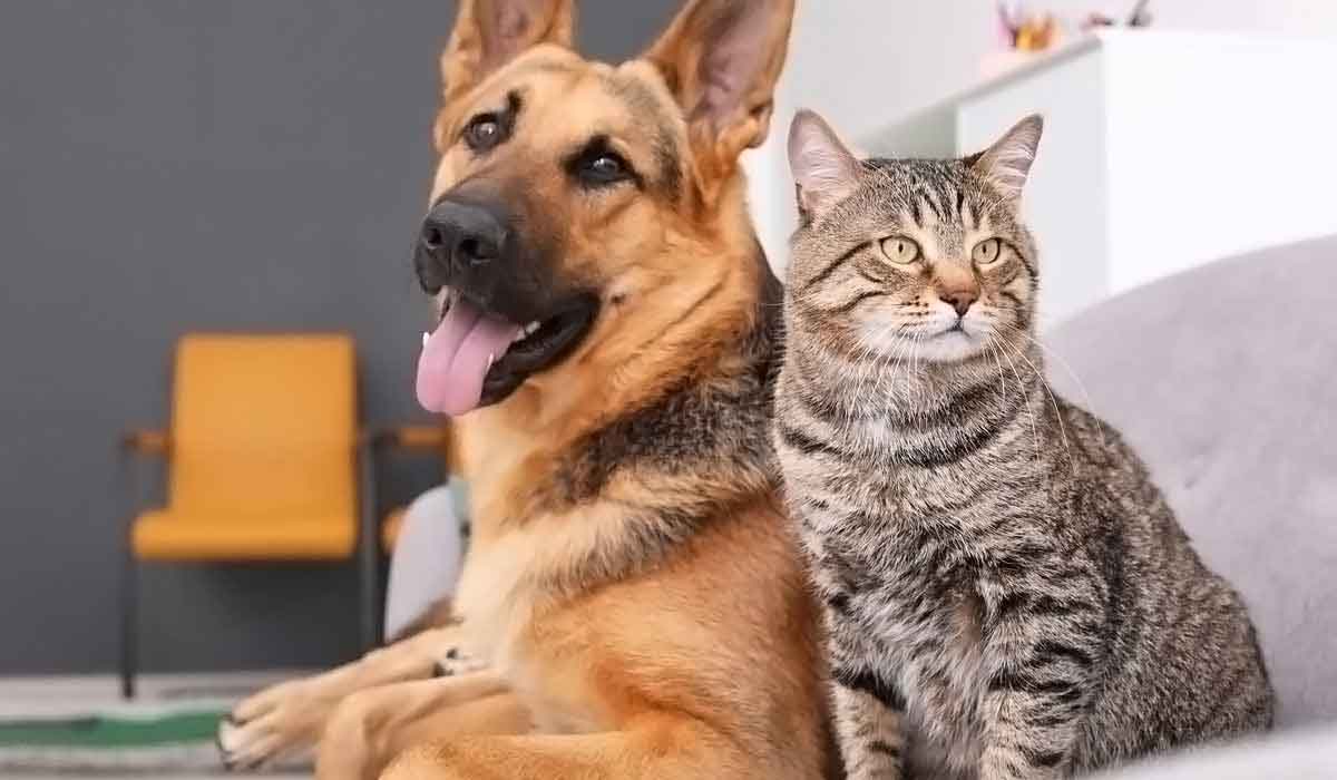 智能省电节能的免费ddos压力测试平台