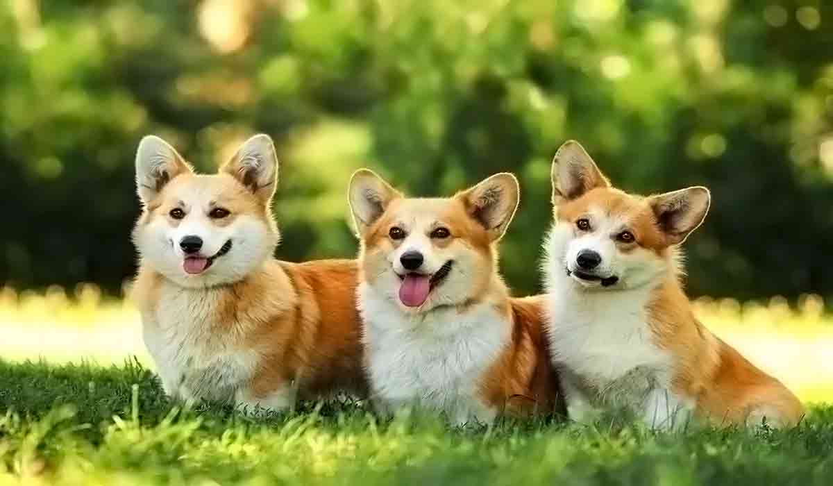 低价卡密批发的在线ddos网页端