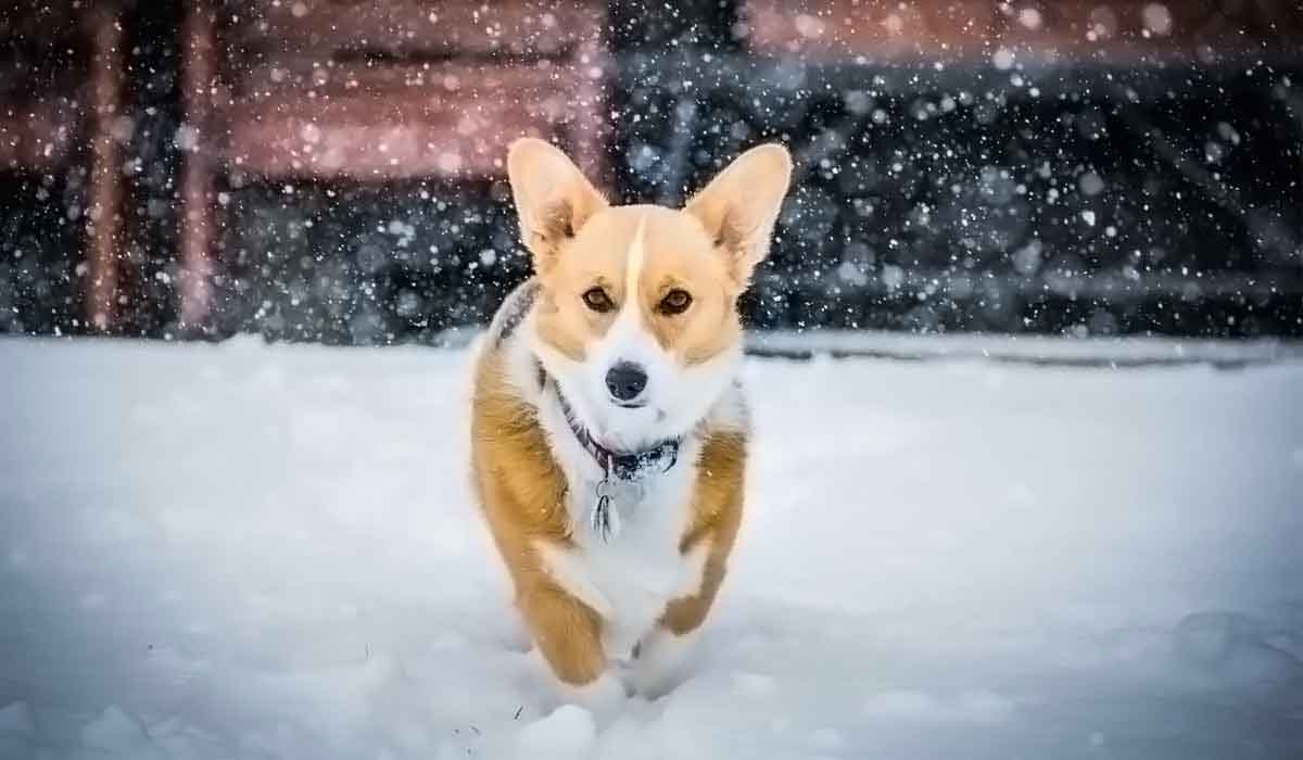 免费ddos在线攻击