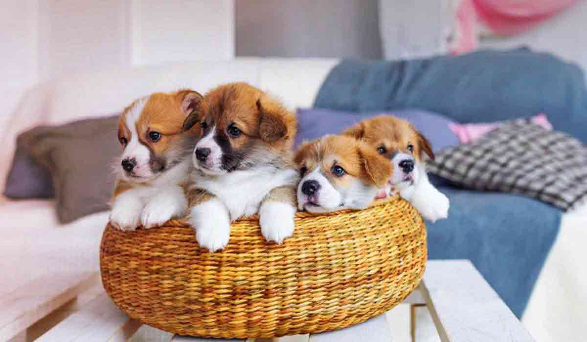 虚拟点卡充值的网站攻击手段