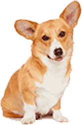 会员服务商城的DDOS攻击器